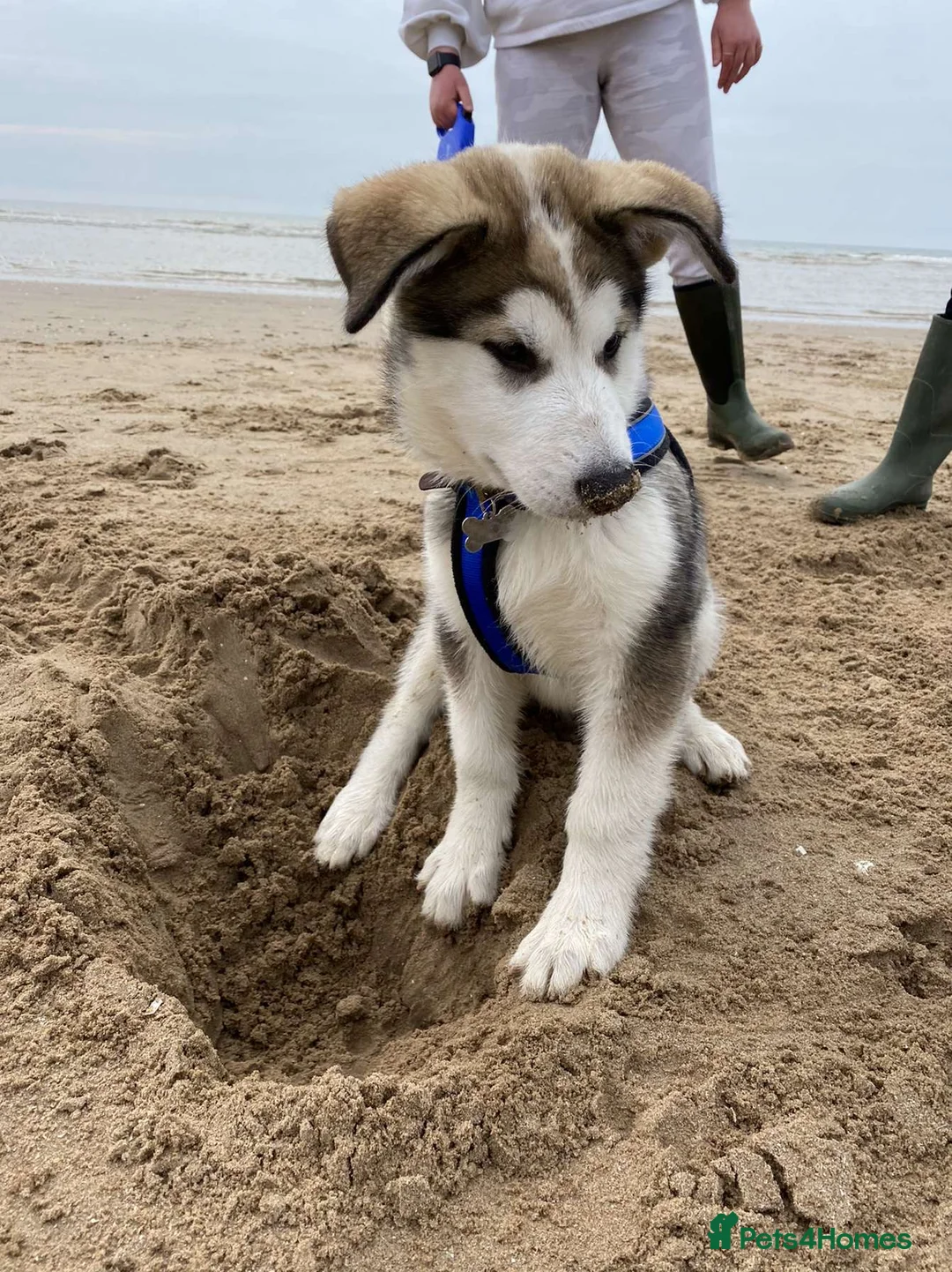 Siberian Husky dogs for stud: Beautiful proven Siberian Husky ready for stud! in Preston - Advert 9