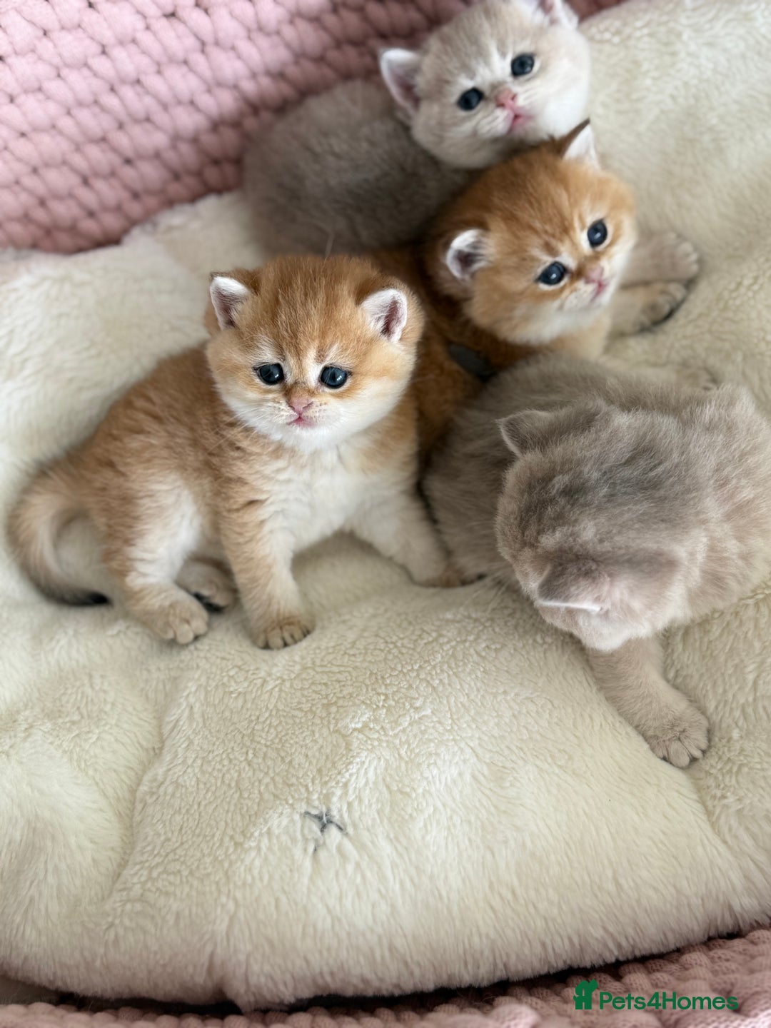 British Shorthair cats for sale: Golden Blue British Shorthair kittens  - Advert 11