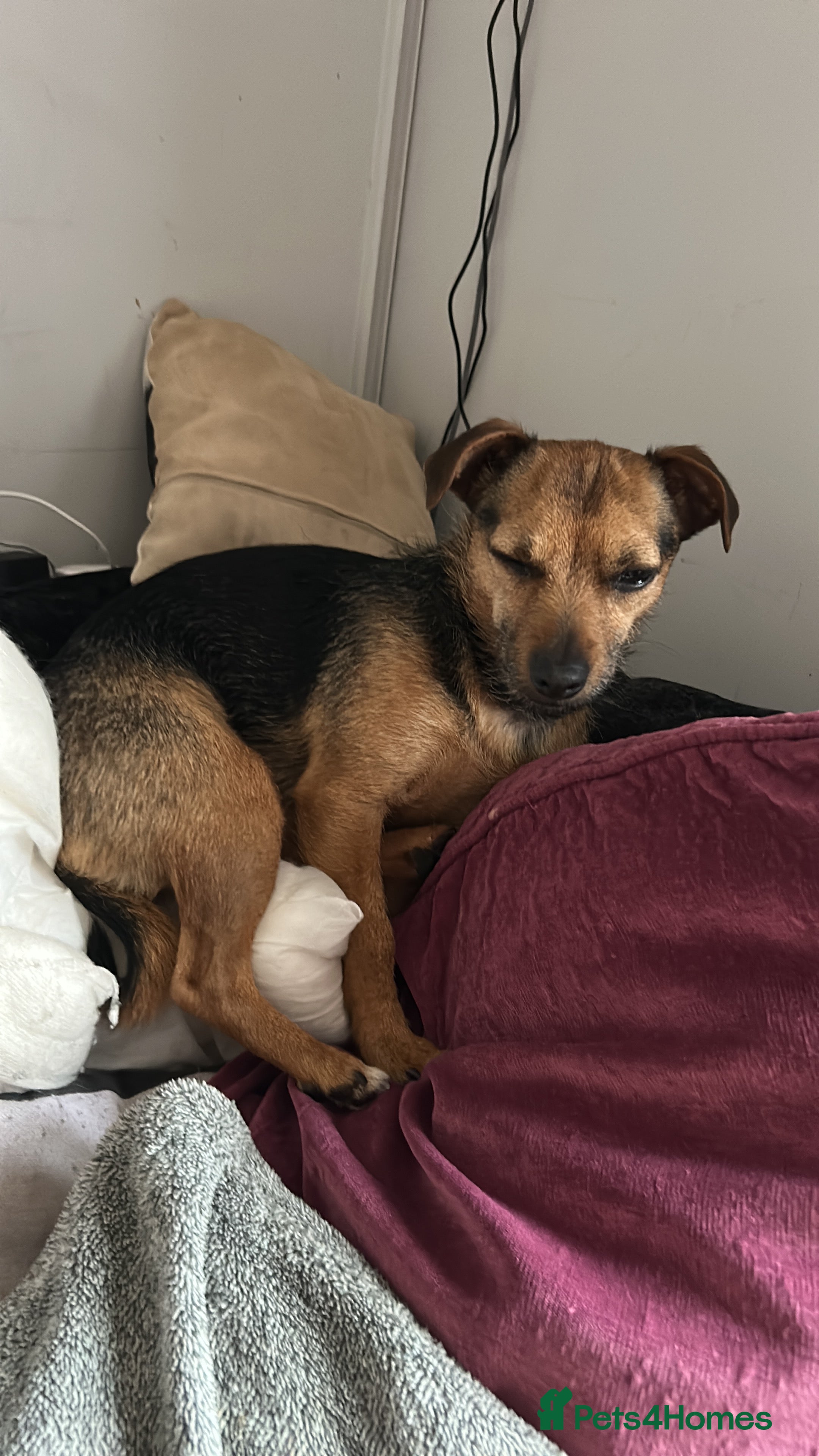 Mixed Breed dogs Chihuahua x whippet hybrid  - Advert 14