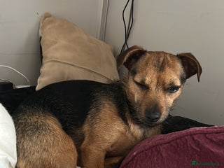 Mixed Breed dogs Chihuahua x whippet hybrid - Advert 1