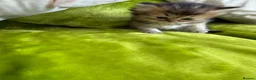 British Longhair cats for sale: British Longhair Kittens in London - Advert 9
