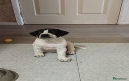 Mixed Breed dogs for sale: 🐾Cocker-Pie (Mini Hippo)s🐾 - Image 11
