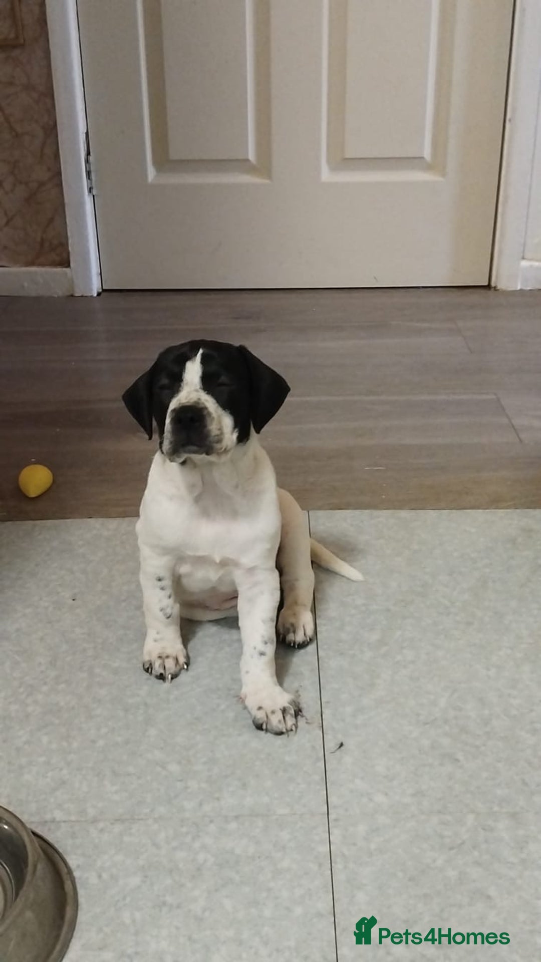 Mixed Breed dogs for sale: 🐾Cocker-Pie (Mini Hippo)s🐾 - Image 11