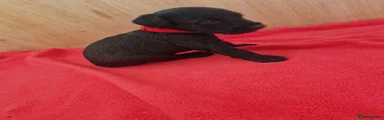 Doxiepoo 3