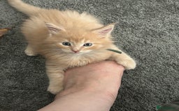 Maine Coon cats for sale: 1 boy is now available and 2 cream girls   - Image 4