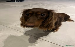 Miniature Dachshund dogs for sale: Family owned miniature longhaired dachshunds - Image 12