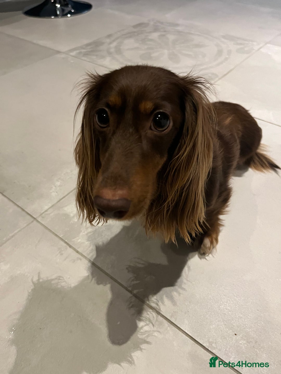 Miniature Dachshund dogs for sale: Family owned miniature longhaired dachshunds - Image 12