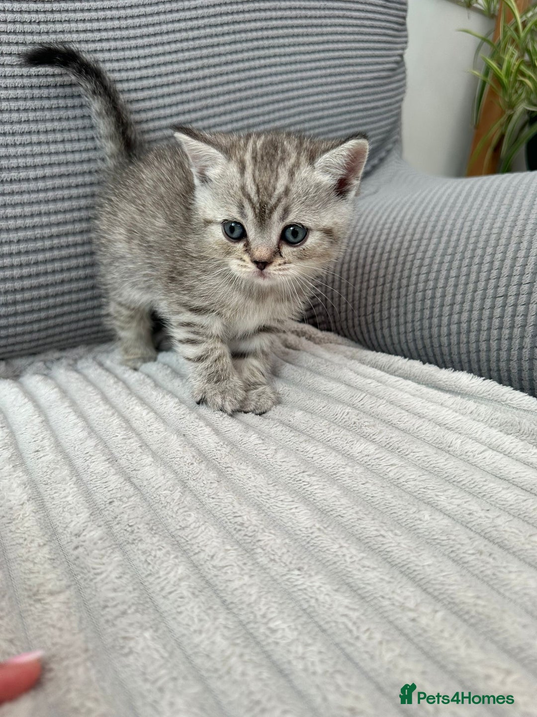 Scottish Fold cats for sale: Scotish fold kittens  - Image 9