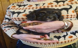 Cavalier King Charles Spaniel dogs for sale: KC Cavalier King Charles ÐNA tested parents  - Image 11