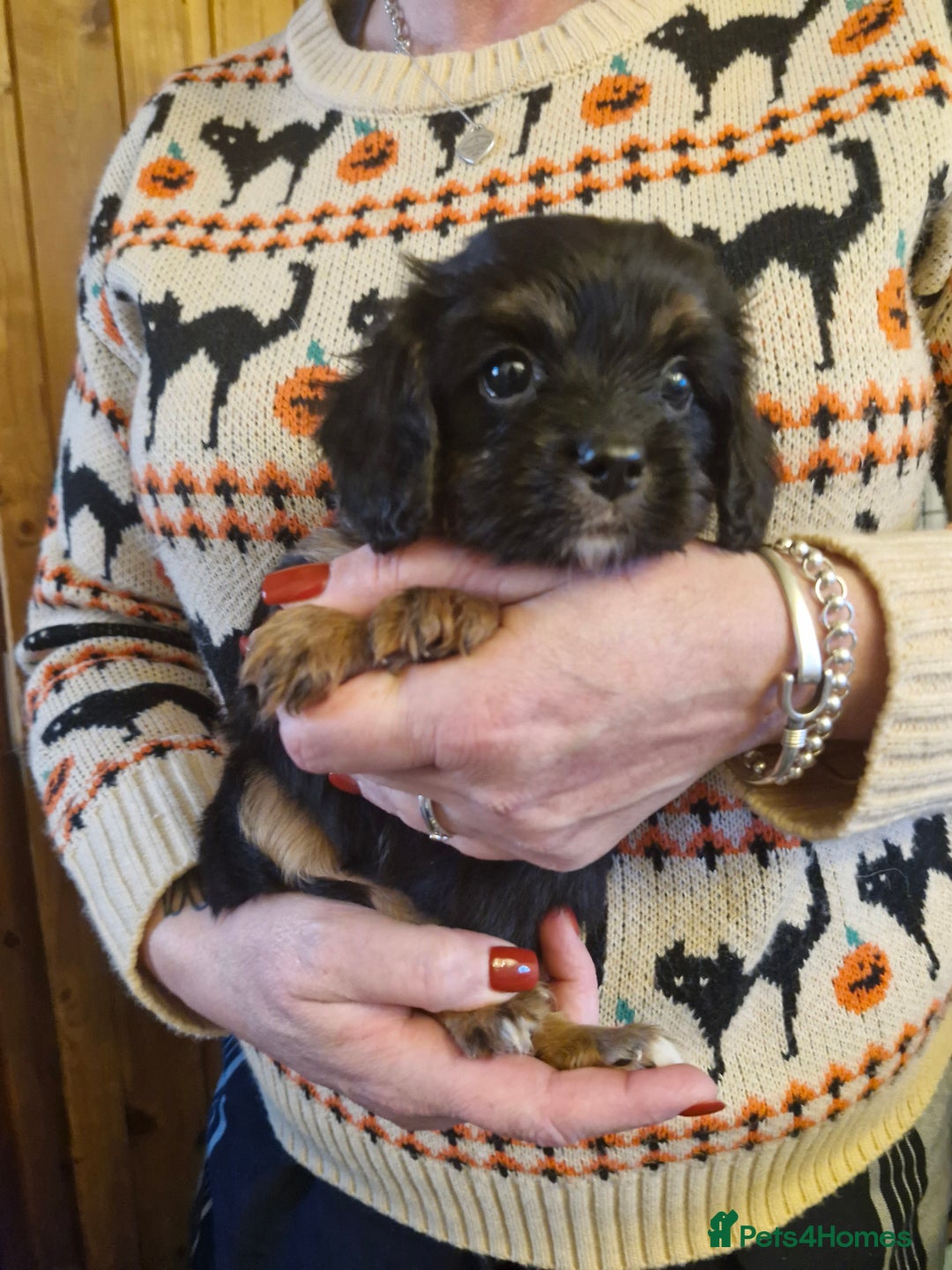 Cavalier King Charles Spaniel dogs for sale: KC Cavalier King Charles ÐNA tested parents  - Image 11