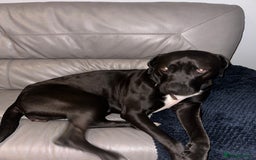 Mixed Breed dogs for sale: 3 year old Cane corso cross bitch - Image 3