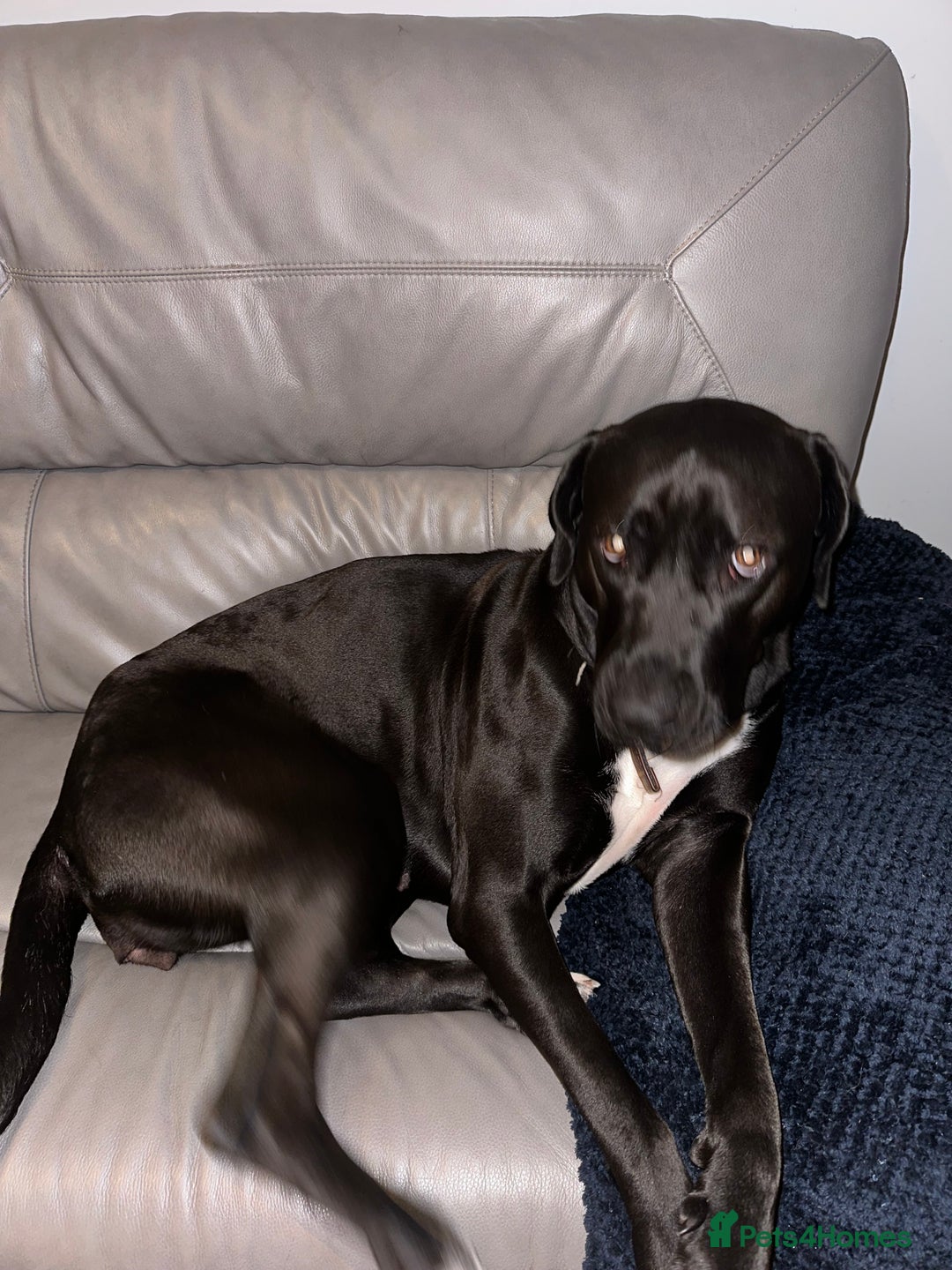 Mixed Breed dogs for sale: 3 year old Cane corso cross bitch - Image 3