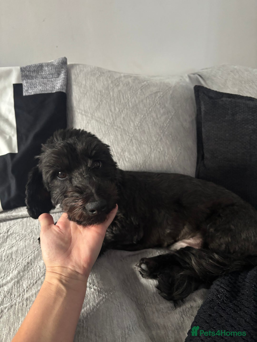 Mixed Breed dogs for sale: Doxiepoo boy black he’s cute caring lovable - Advert 1
