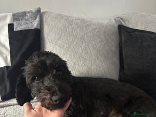 Mixed Breed dogs Doxiepoo boy black he’s cute caring lovable - Advert 1