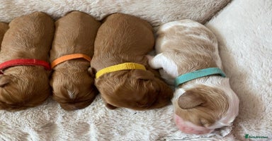 Cavalier King Charles Spaniel dogs - Advert 2