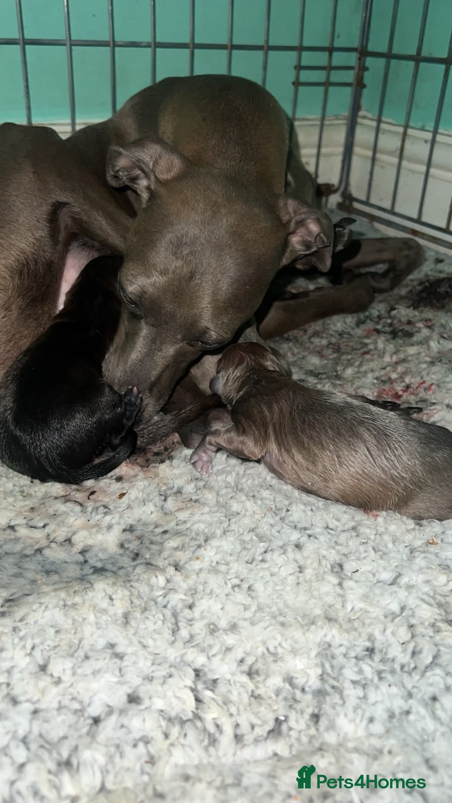 Italian Greyhound dogs Stunning Italian Greyhound Puppies  - Advert 7