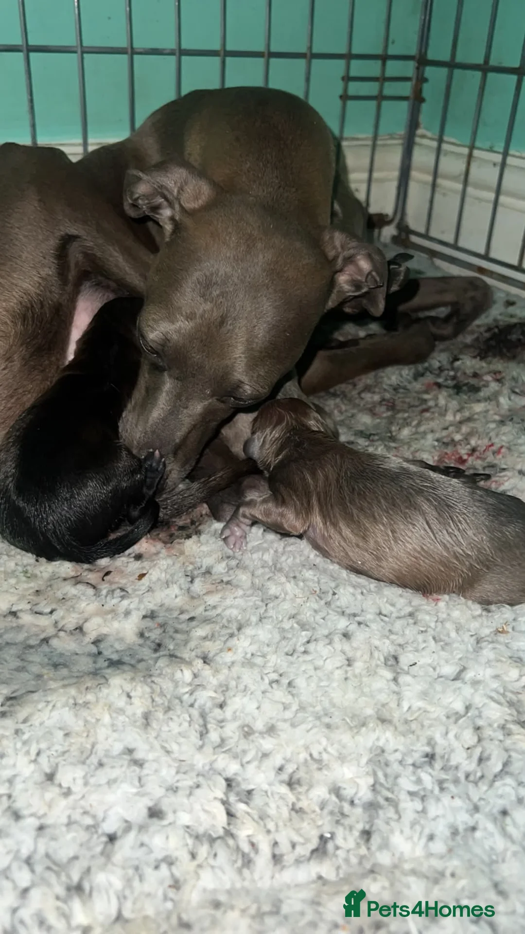 Italian Greyhound dogs for sale: Stunning Italian Greyhound Puppies  - Advert 1