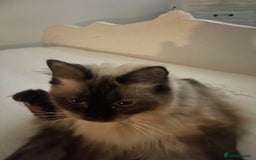Ragdoll cats for sale: Ragdoll Female - Image 4