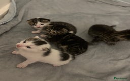 Mixed Breed cats for sale: Beautiful patched tabbies looking for homes  - Image 9
