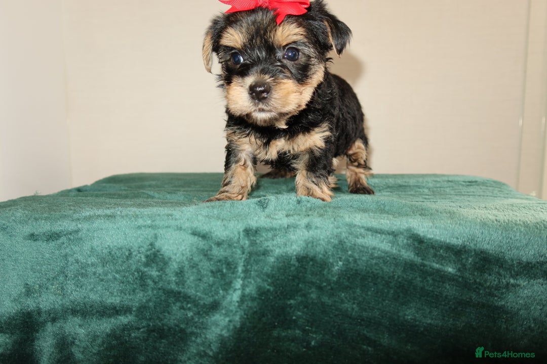 Yorkshire Terrier dogs for sale: Yorkshire terrier puppy’s 🐶  - Advert 16