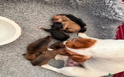 Jack Russell dogs for sale: Gorgeous Jack Russell Puppies - Image 30