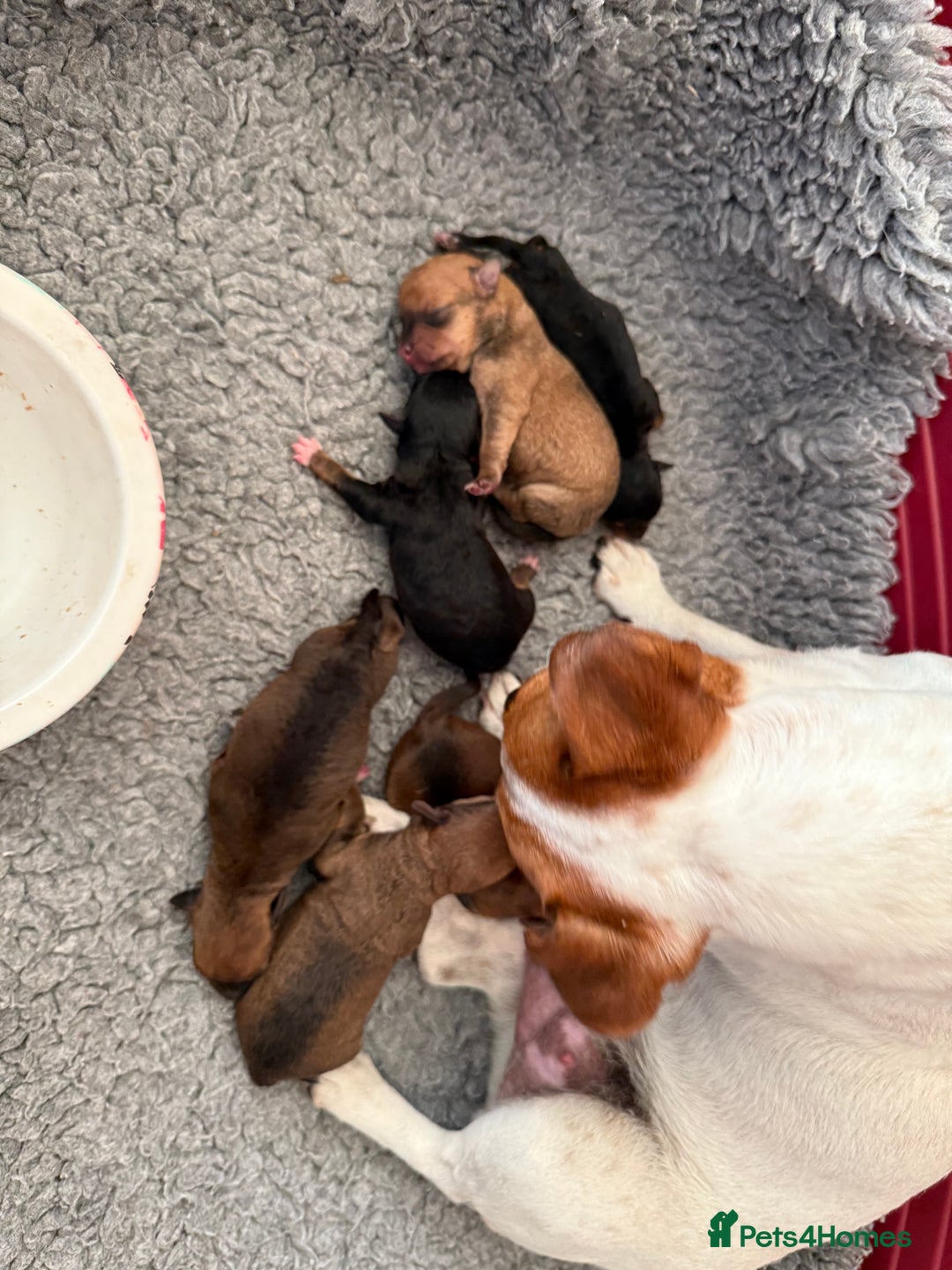 Jack Russell dogs for sale: Gorgeous Jack Russell Puppies - Image 30