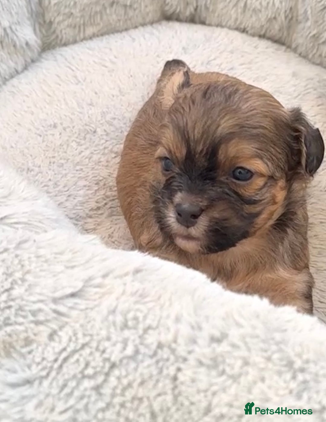 Shihpoo dogs for sale: Stunning Phantom Shihpoos! - Advert 11