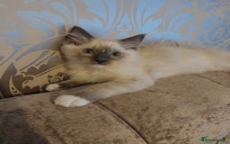 Ragdoll cats for sale: Male bluepoint ragdoll  - Advert 9