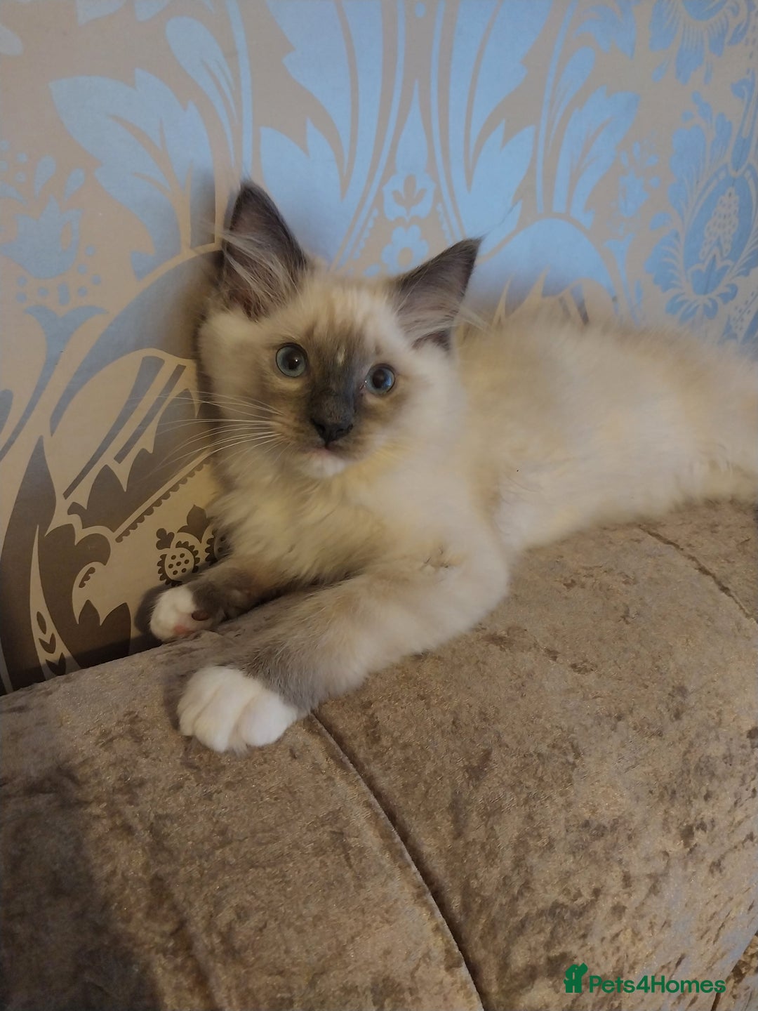 Ragdoll cats for sale: Male bluepoint ragdoll  - Advert 9