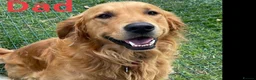 Golden Retriever dogs for sale: Beautiful Fox Red Golden Retrievers RKC rebistered - Advert 2