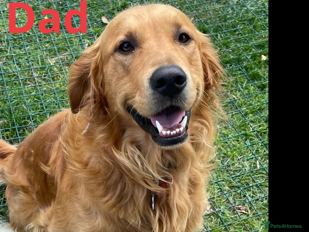 Golden Retriever dogs for sale: Beautiful Fox Red Golden Retrievers RKC rebistered - Advert 2