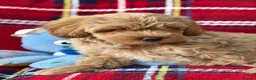 Poochon dogs for sale: Beautiful Teddy Bear Poochon Puppies  - Advert 4