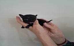 Chihuahua dogs for sale: SMALLEST on the market KC reg chihuahua girls - Image 2