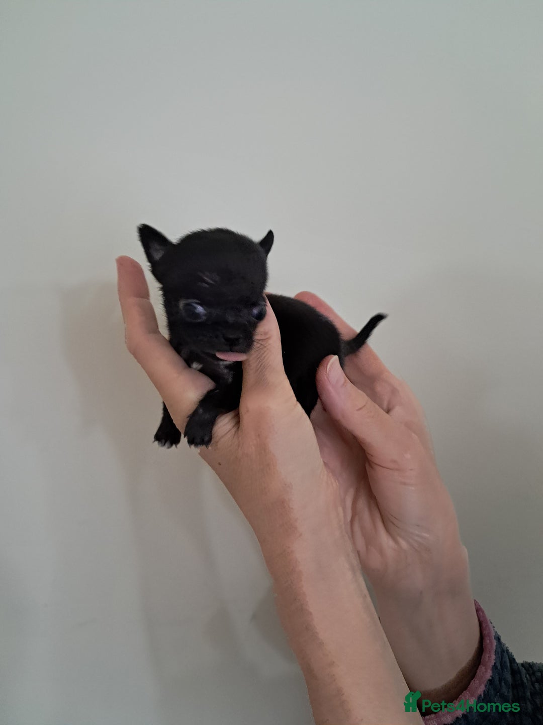 Chihuahua dogs for sale: SMALLEST on the market KC reg chihuahua girls - Image 2