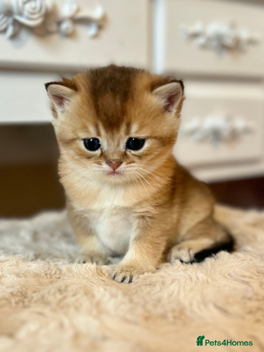 British Shorthair cats for sale: Stunning litter of 6 nuggets! - Advert 3