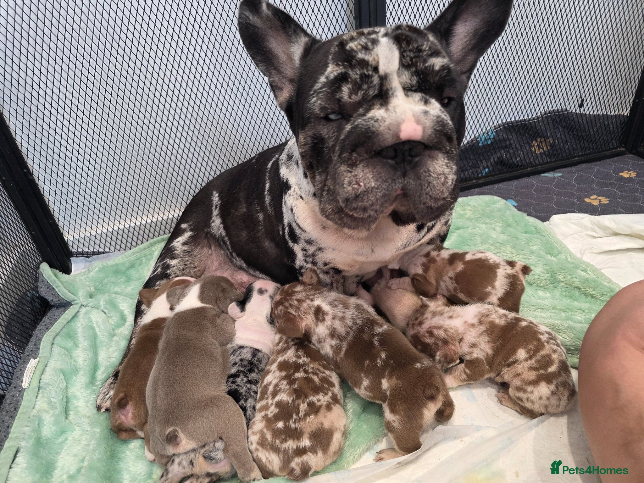 French Bulldog dogs FRENCH BULLDOG  - Advert 8