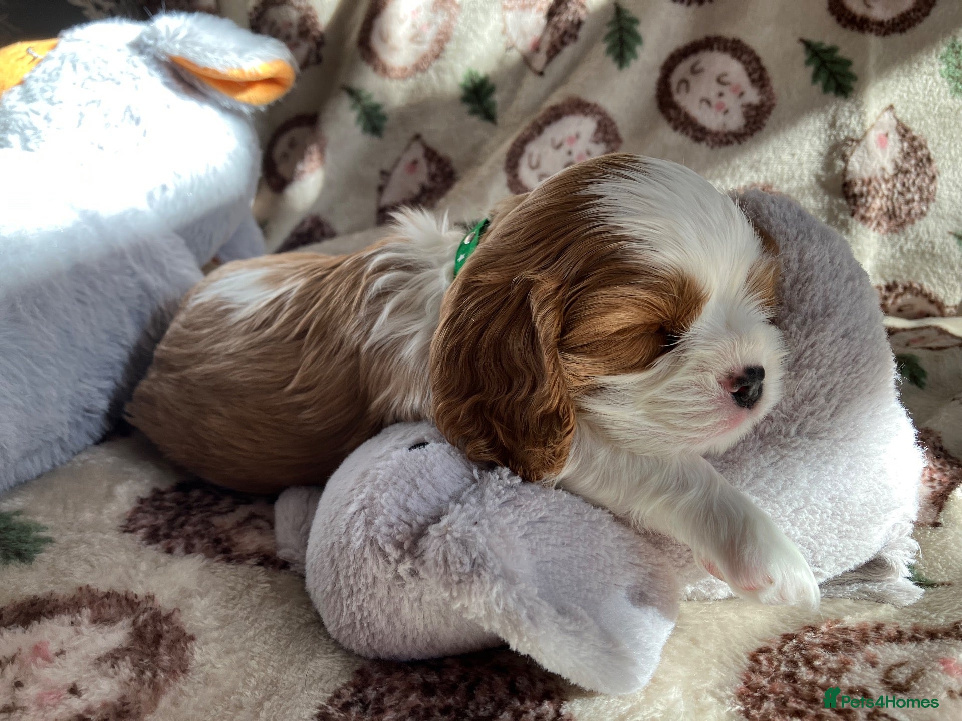 Cavalier King Charles Spaniel dogs KC Registered Puppies from Health Tested Parents  - Advert 2