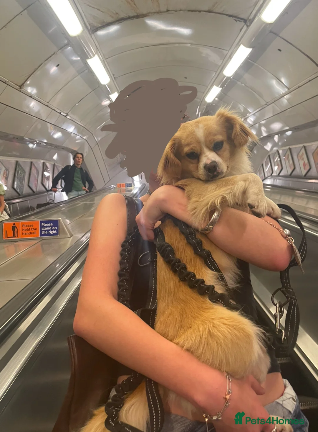 Mixed Breed dogs for sale: Cookie 🍪 in Wrexham - Advert 2