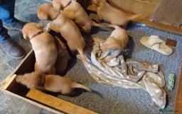 Labrador Retriever dogs for sale: Sweet labrador puppies - Image 5