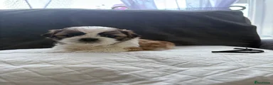 Shih Tzu 4