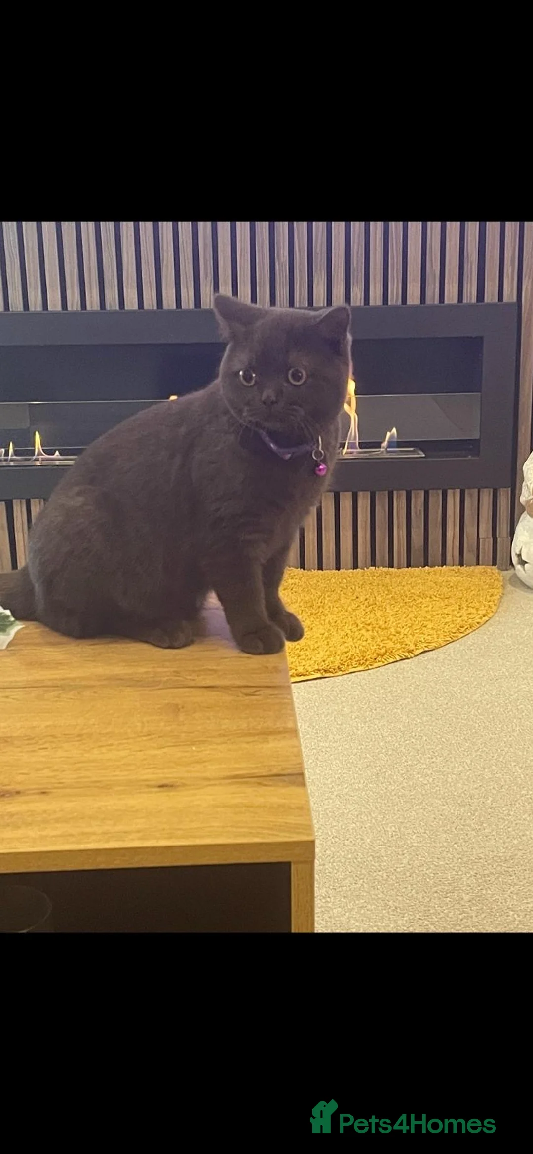 British Shorthair cats for sale: Black 6 month old kitten - Advert 1