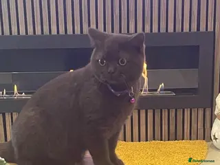 British Shorthair cats Black 6 month old kitten - Advert 2