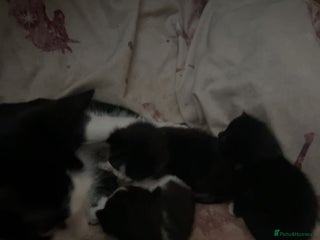 Mixed Breed cats - Advert 10