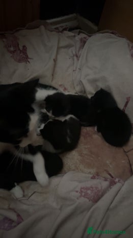 Mixed Breed cats - Advert 13