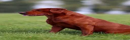 Labrador Retriever dogs for sale: DARK RED KC LABRADOR PUPPIES - LICENSED BREEDER  - Advert 4