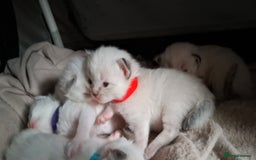 Ragdoll cats for sale: GCCF Gorgeous Pure Pedigree Ragdoll Kittens - Image 31