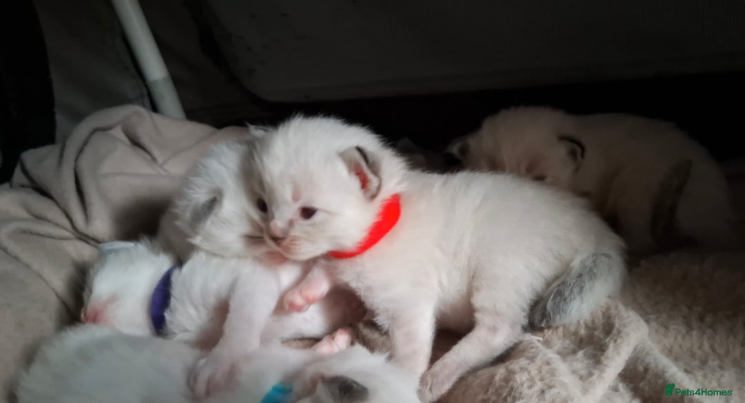 Ragdoll cats for sale: GCCF Gorgeous Pure Pedigree Ragdoll Kittens - Image 31