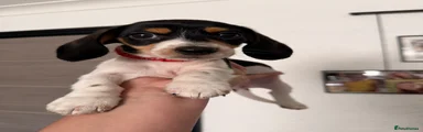 Dachshund 2