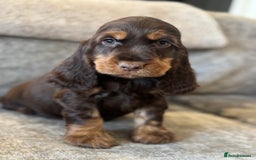Cocker Spaniel dogs for sale: BEAUTIFUL SHOW TYPE COCKER SPANIELS  - Image 24