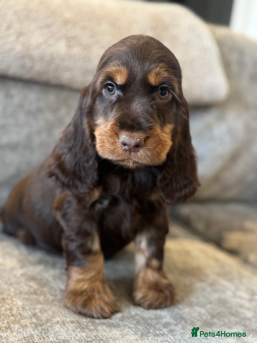 Cocker Spaniel dogs for sale: BEAUTIFUL SHOW TYPE COCKER SPANIELS  - Image 24